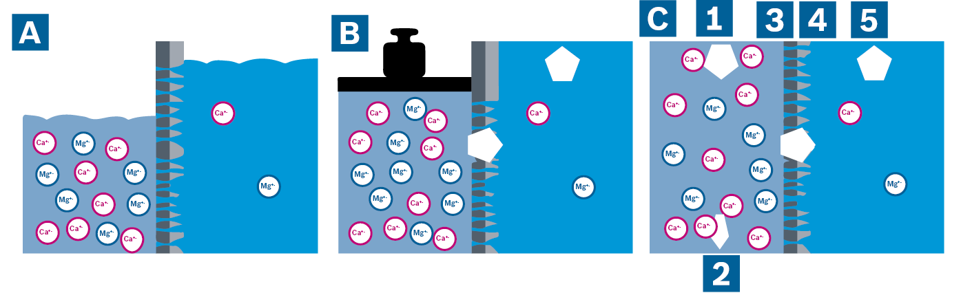 Veranschaulichung des Osmotischen Drucks (A), der Umkehrosmose durch eine Druckauflastung auf der Konzentratseite (B) und des kontinuierlichen Umkehrosmose-Prozesses (C)